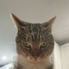 Gay cat