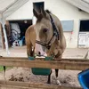 equinina19