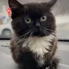 steam_catrbx