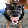 viciadoemgatos456
