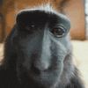 monkeybro82764