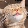 thanthtoo.han