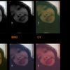 lily_9891