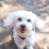 Carefree puppy