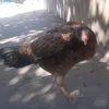 chicken_______3