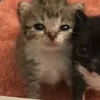 mollienotmollyyyy