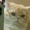 mycatties