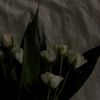 aysha_1877