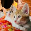 sumaiya.rahman8584