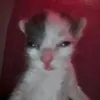 nobexe.net