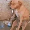 c420arg