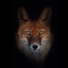 trouvaille_fox