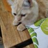 pija.lovunwo