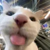 majaa9_5