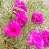 aeopkm88