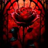 yasirahyasmeir25