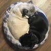 pugpositions