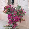 shakib.ahamed091