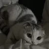 tabinmeomeo68