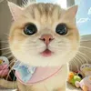 ca_heo_1269