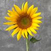 sunflower771806