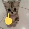gato_0lh
