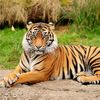 harimau_garang2