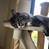 catgirjnql2