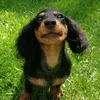 amy_thedoxiedog