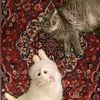 noor.noora1