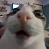 legitehkapyry