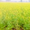 kisan.lovar