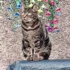 kittylover448