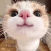 shahdmagd7