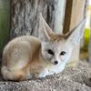 le.fennec25