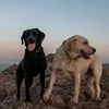 maple.willow.labs