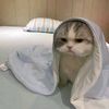 cat.ology