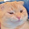 funny1kitty2