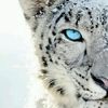 animalworld12138