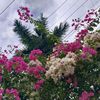sky_angel6835