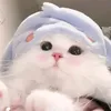 kakacr7777