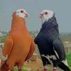 ramzank897