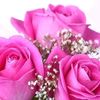 flowerss_dz