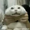 cuji555