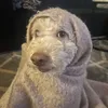 tidddiii