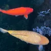 hi.c.koi