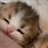 cutehotmeph0maique_