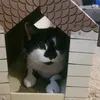 ollie93867