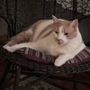 john.cats5