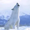 sun...ab